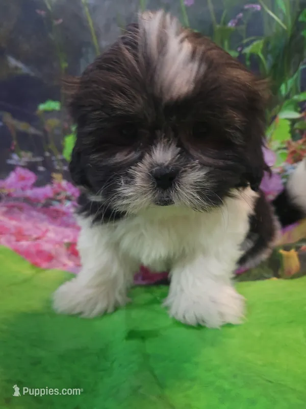 Ted – Shichon puppy for sale in Pillager, MN