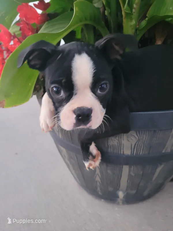 Bonita – Boston Terrier puppy for sale in Pillager, MN