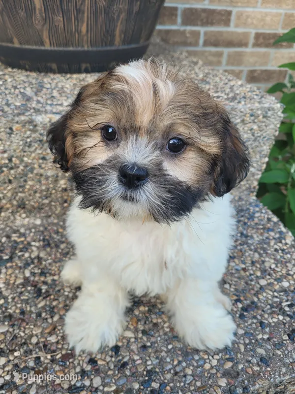 Ted – Shichon puppy for sale in Pillager, MN