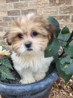 Tara, a female Shichon for sale in Pillager, MN – 1 of 1