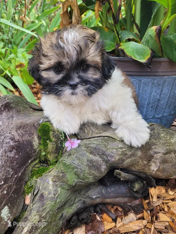 Tara – Shichon puppy for sale in Pillager, MN