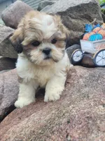 Ted, a male Shichon for sale in Pillager, MN – 1 of 1