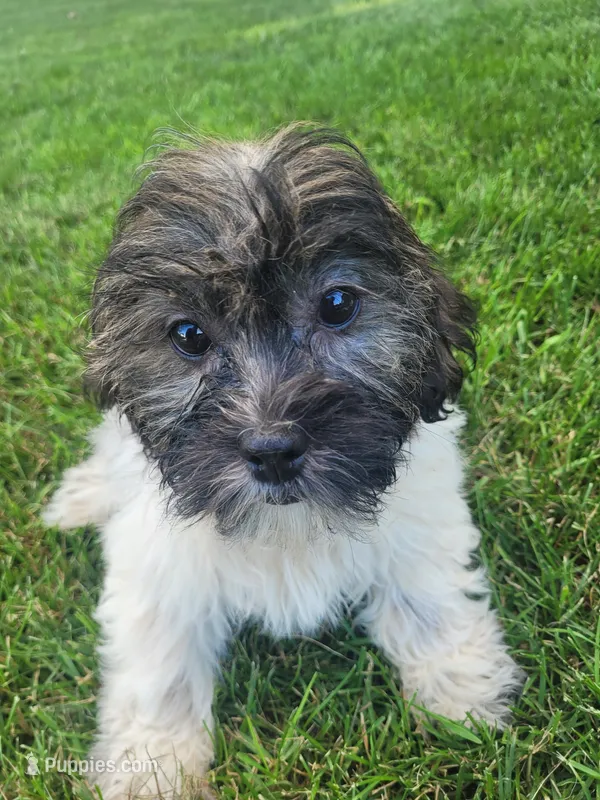 Tina – Shichon puppy for sale in Pillager, MN