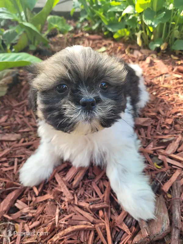 Ted – Shichon puppy for sale in Pillager, MN