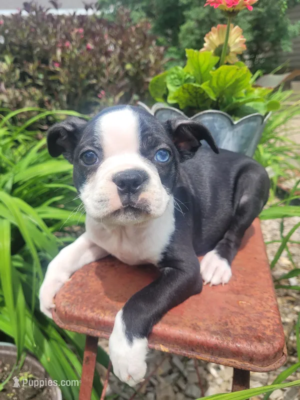 Bonita – Boston Terrier puppy for sale in Pillager, MN
