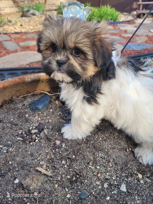 Teddy – Shichon puppy for sale in Pillager, MN