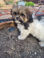 Teddy, a male Shichon for sale in Pillager, MN – 1 of 1