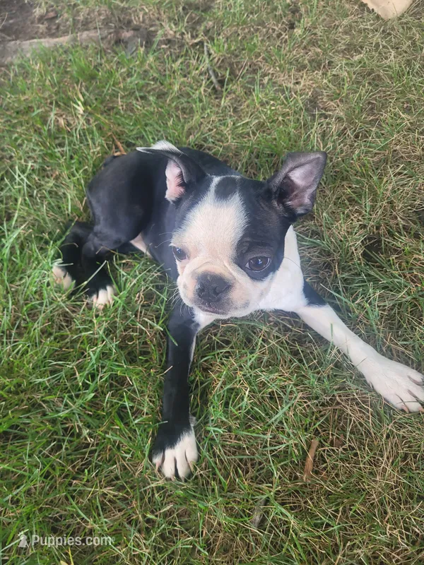 Barb  – Boston Terrier puppy for sale in Pillager, MN