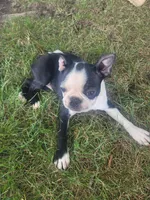 Barb , a female Boston Terrier for sale in Pillager, MN – 1 of 1