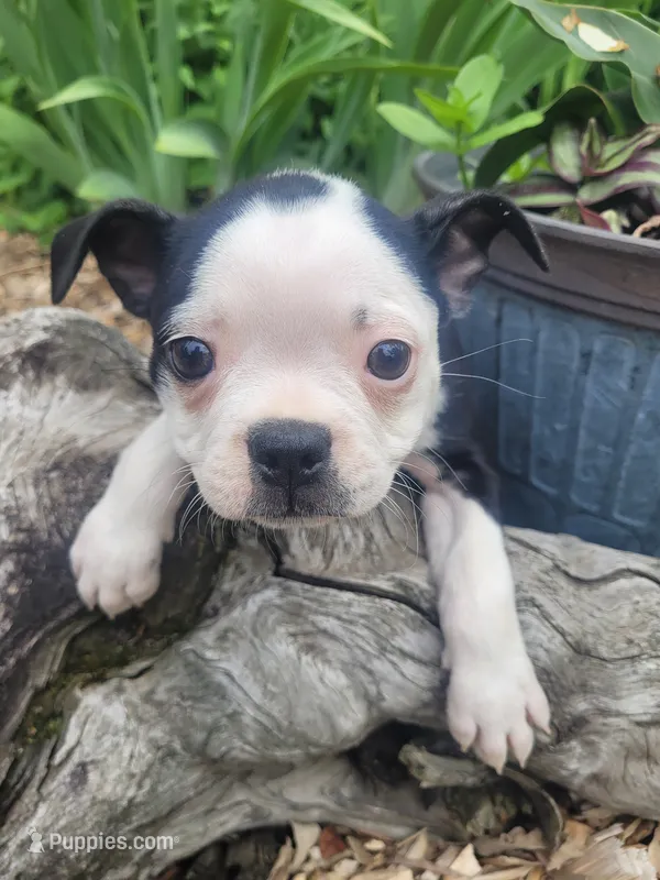 Bonita – Boston Terrier puppy for sale in Pillager, MN