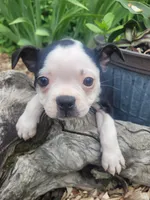 Bonita, a female Boston Terrier for sale in Pillager, MN – 1 of 1
