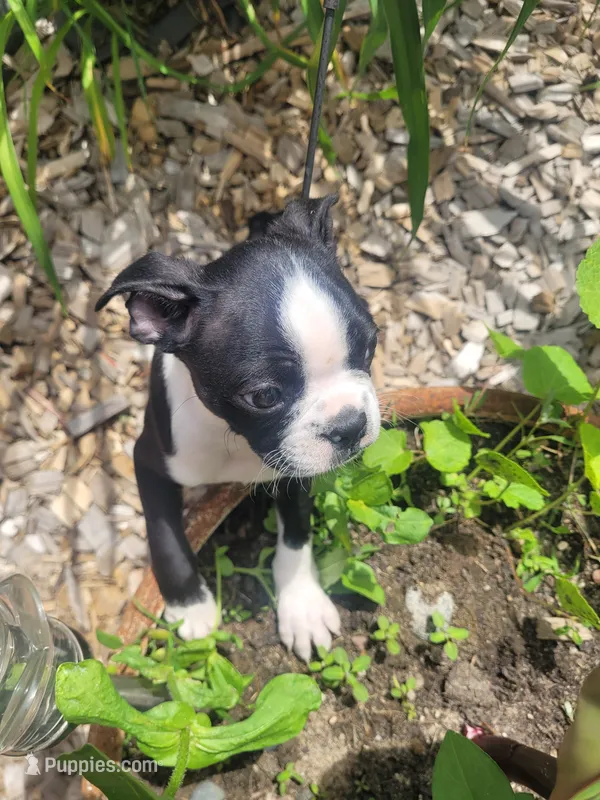 Bob  – Boston Terrier puppy for sale in Pillager, MN