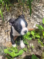 Bob , a male Boston Terrier for sale in Pillager, MN – 1 of 1