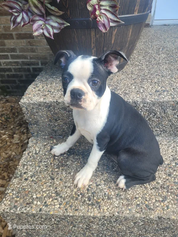 Bonita – Boston Terrier puppy for sale in Pillager, MN