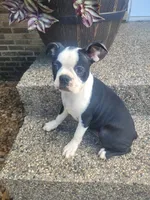 Bonita, a female Boston Terrier for sale in Pillager, MN – 1 of 1