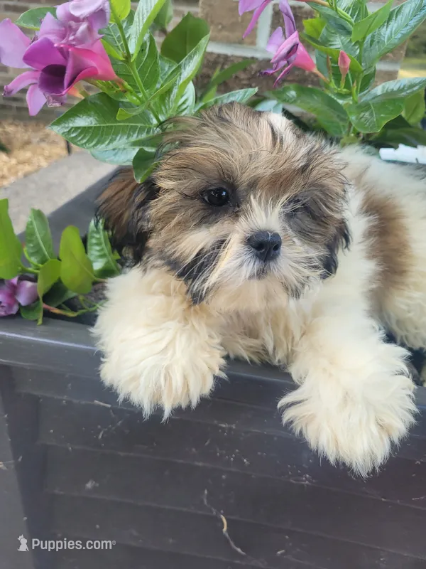 Ted – Shichon puppy for sale in Pillager, MN