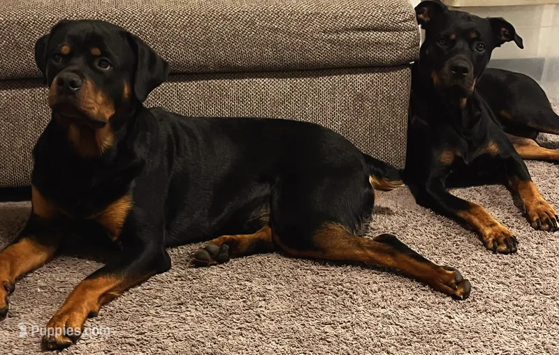 Rottweiller  – Rottweiler puppy for sale in Denver, CO