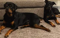 Rottweiller , a female Rottweiler for sale in Denver, CO – 1 of 4