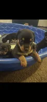 Rottweiller, a male Rottweiler for sale in Denver, CO – 2 of 3