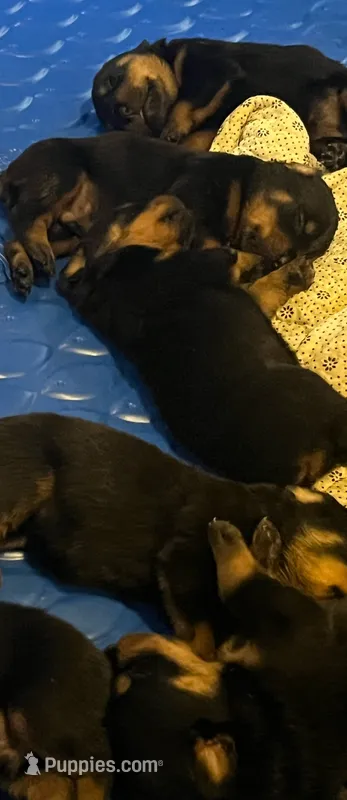 RottIes – Rottweiler puppy for sale in Denver, CO