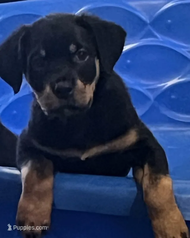 Rottie  – Rottweiler puppy for sale in Denver, CO