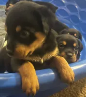Rottie , a male Rottweiler for sale in Denver, CO – 1 of 1