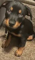 Rottweiller , a male Rottweiler for sale in Denver, CO – 2 of 2