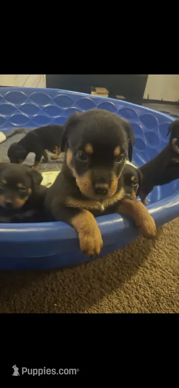 Rottweiller  – Rottweiler puppy for sale in Denver, CO