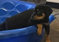 Rottweiller , a female Rottweiler for sale in Denver, CO – 2 of 3