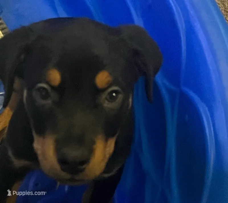 Rottweiler  – Rottweiler puppy for sale in Denver, CO