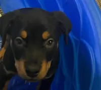 Rottweiler , a female Rottweiler for sale in Denver, CO – 1 of 1