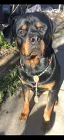Rottweiller , a female Rottweiler for sale in Denver, CO – 4 of 4