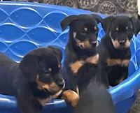 Rottweiller , a female Rottweiler for sale in Denver, CO – 3 of 3
