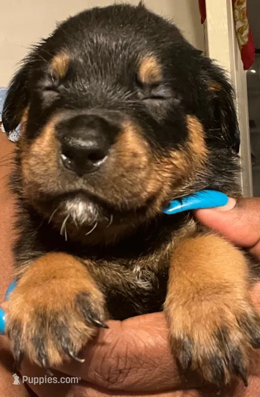 RottIe – Rottweiler puppy for sale in Denver, CO