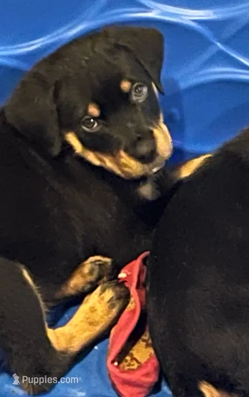Rottweiller – Rottweiler puppy for sale in Denver, CO