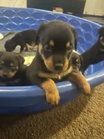 Rottweiller , a female Rottweiler for sale in Denver, CO – 2 of 4
