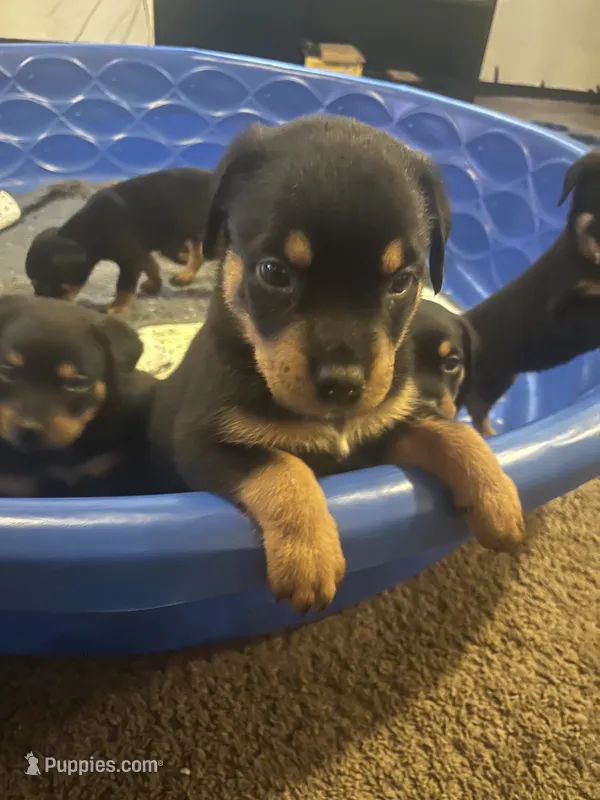 Rottie  – Rottweiler puppy for sale in Denver, CO