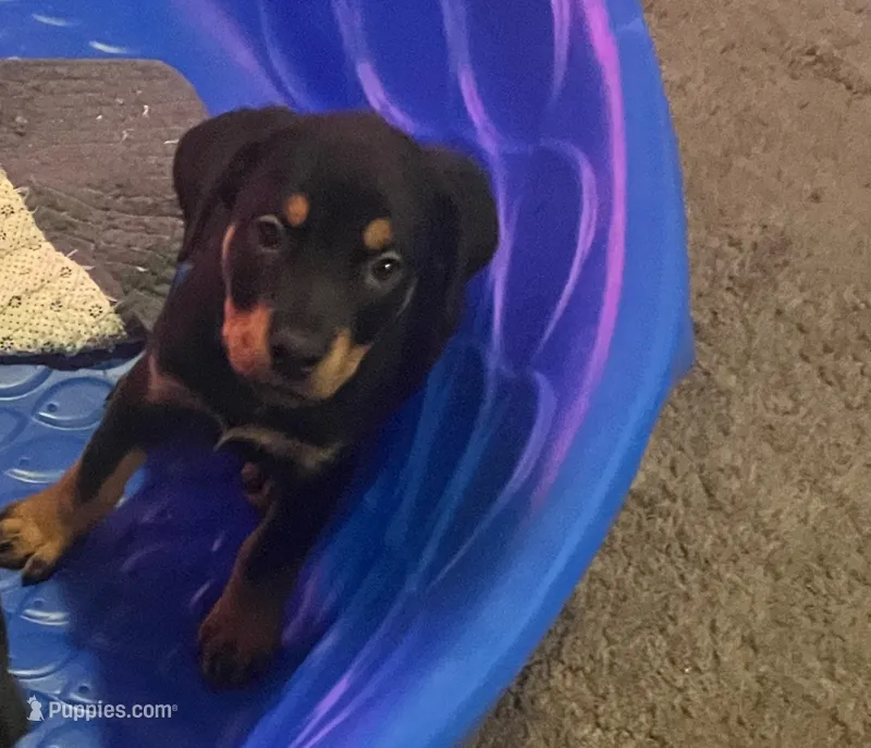 Rottie  – Rottweiler puppy for sale in Denver, CO
