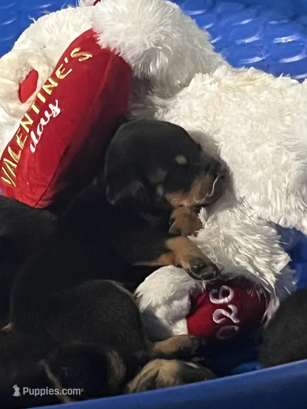 RottIes – Rottweiler puppy for sale in Denver, CO