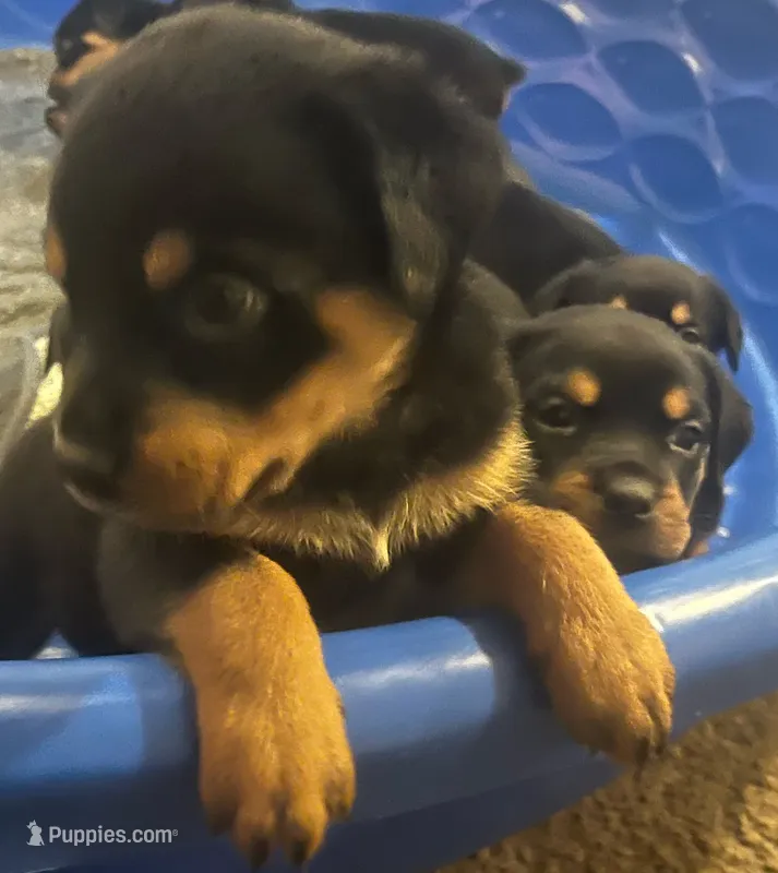 Rottie  – Rottweiler puppy for sale in Denver, CO