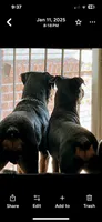 Rottweiller , a female Rottweiler for sale in Denver, CO – 3 of 4