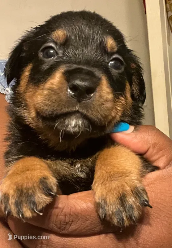 RottIes – Rottweiler puppy for sale in Denver, CO