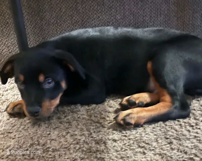 Rottweiller  – Rottweiler puppy for sale in Denver, CO
