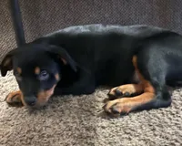 Rottweiller , a male Rottweiler for sale in Denver, CO – 1 of 2