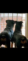 Rottweiller, a male Rottweiler for sale in Denver, CO – 3 of 3
