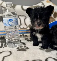 Chorkie, a female Yorkshire Terrier for sale in Tacoma, WA – Photo 2 of 2