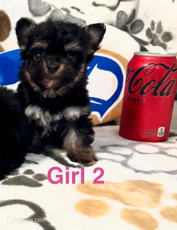 Chorkie – Yorkshire Terrier puppy for sale in Tacoma, WA
