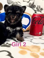 Chorkie, a female Yorkshire Terrier for sale in Tacoma, WA – Photo 1 of 2