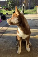 Jeri, a female Siberian Husky for sale in Menifee, CA – 2 of 8