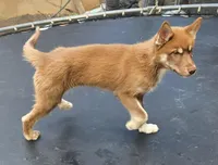 Jeri, a female Siberian Husky for sale in Menifee, CA – 5 of 8